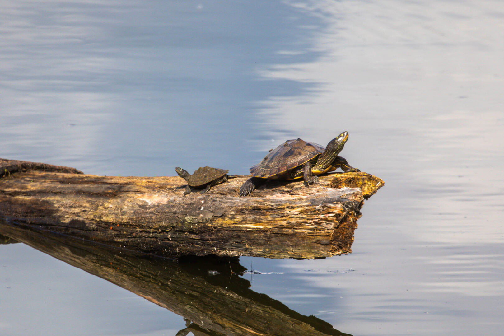 a large and a small turtle on a log