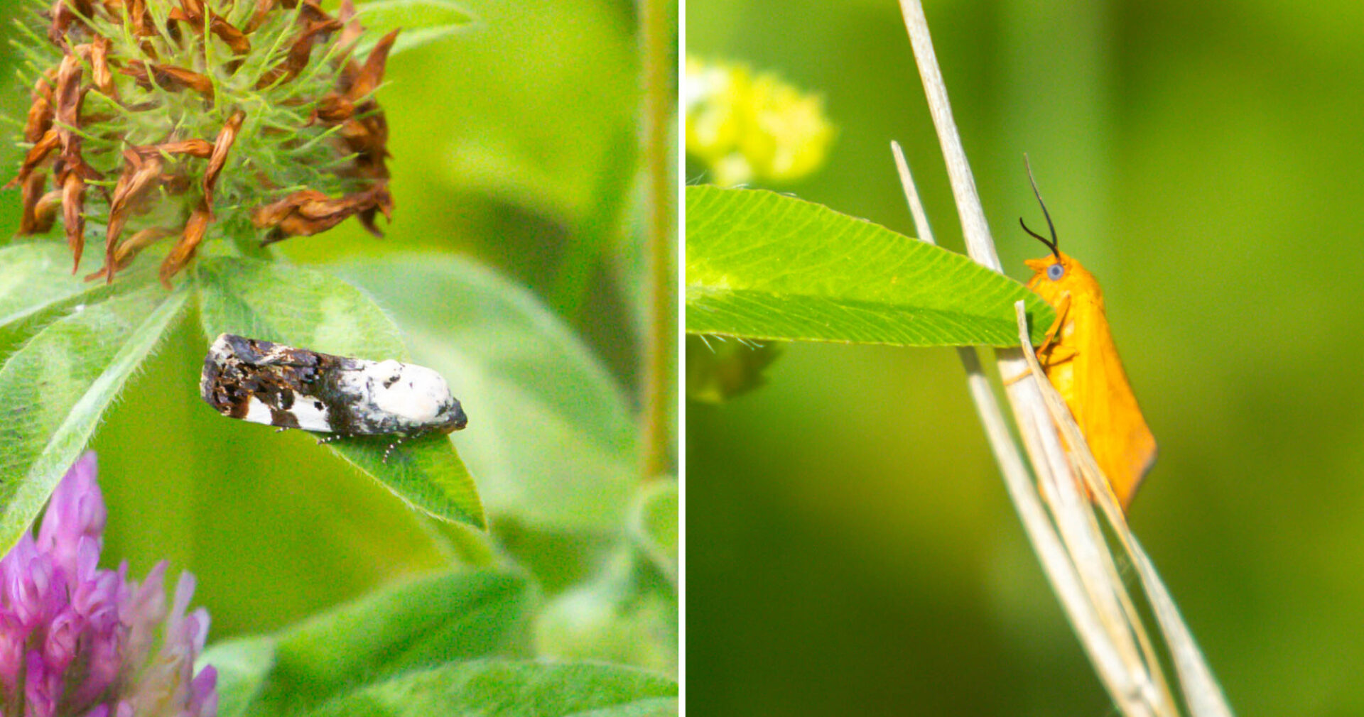 A moth that looks like a bird dropping, and an orange moth with a big blue eye