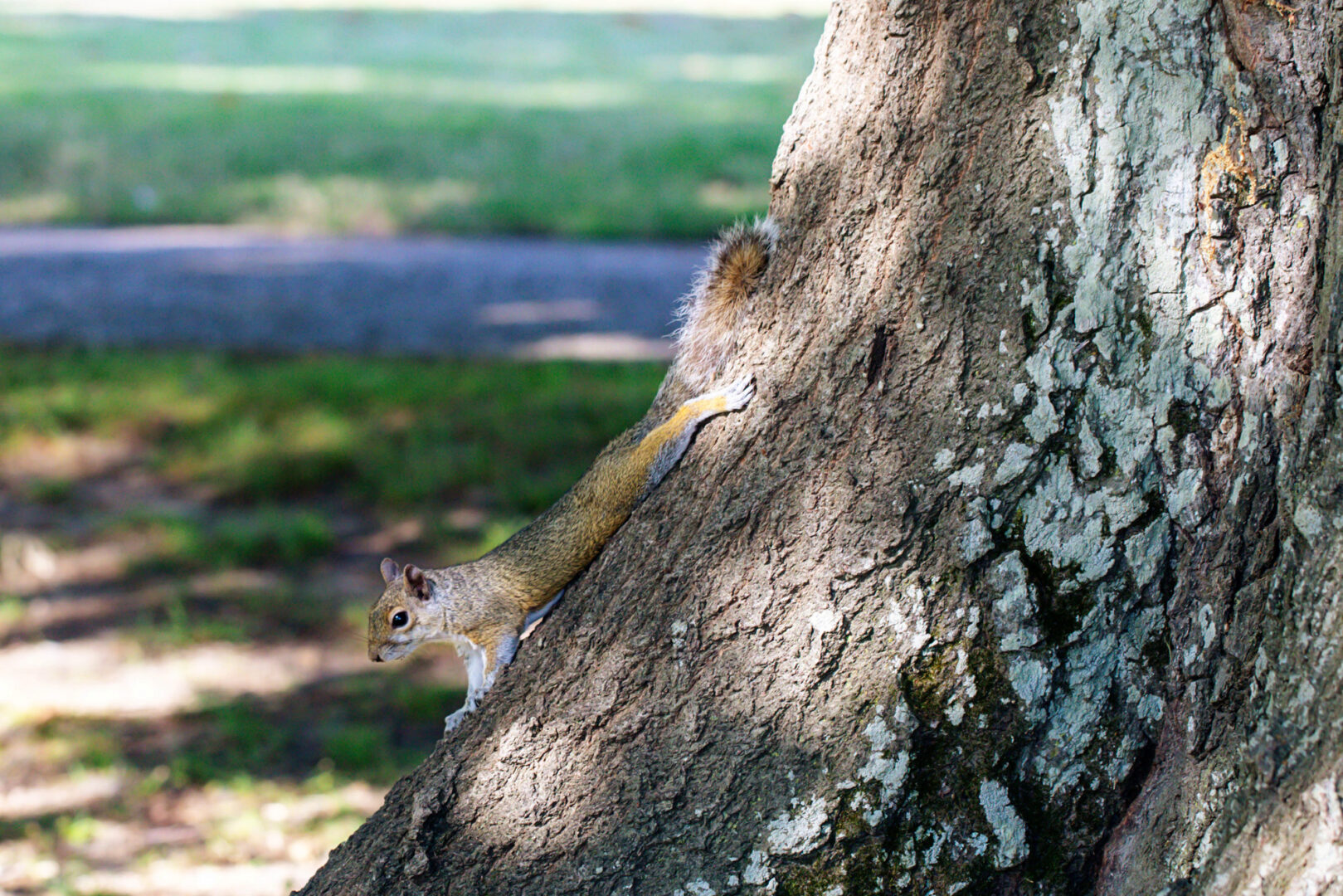 A squirrel lies face down on a tree