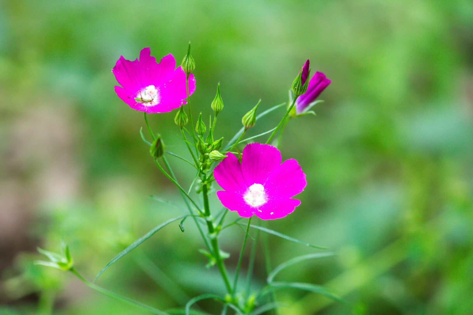 Bright pink flowers