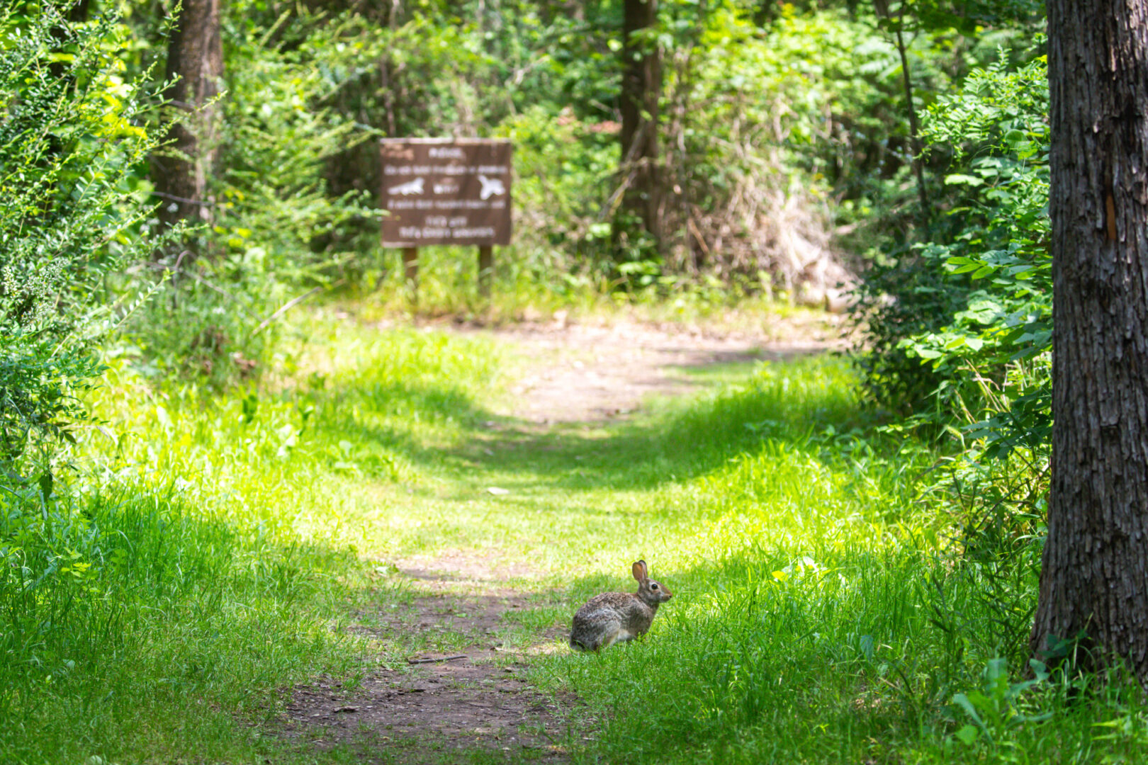 A rabbit sits on a trail with a big sign in the background