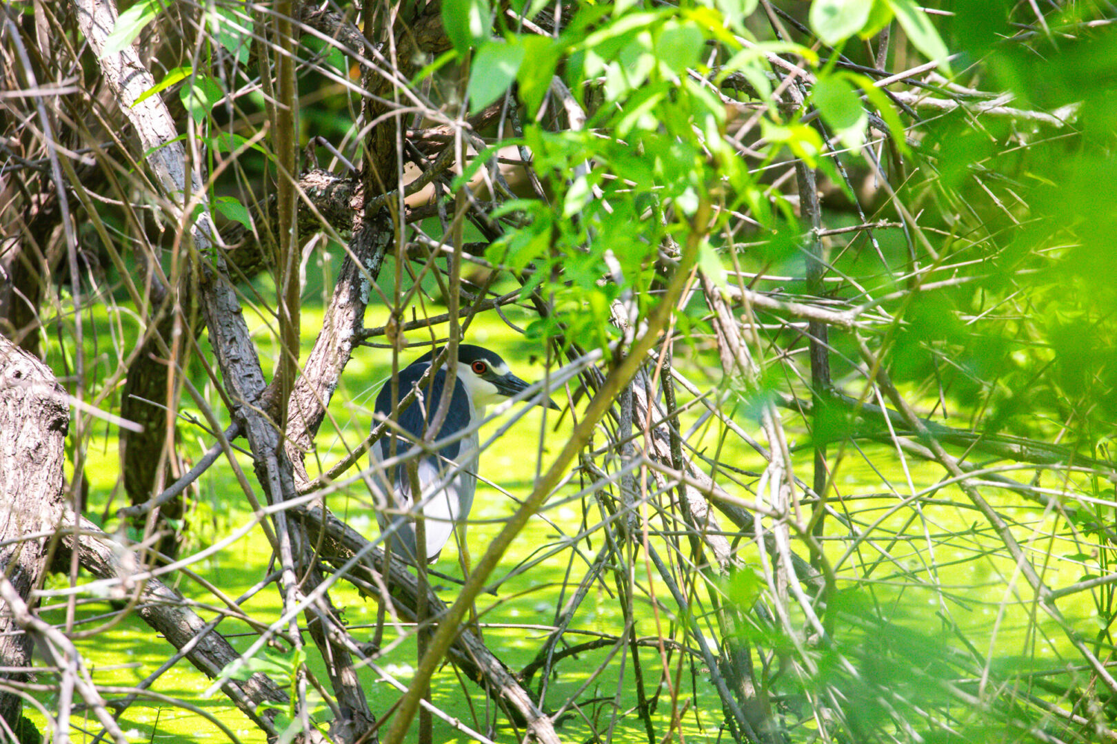 A large black and white bird with a red eye hides under some branches