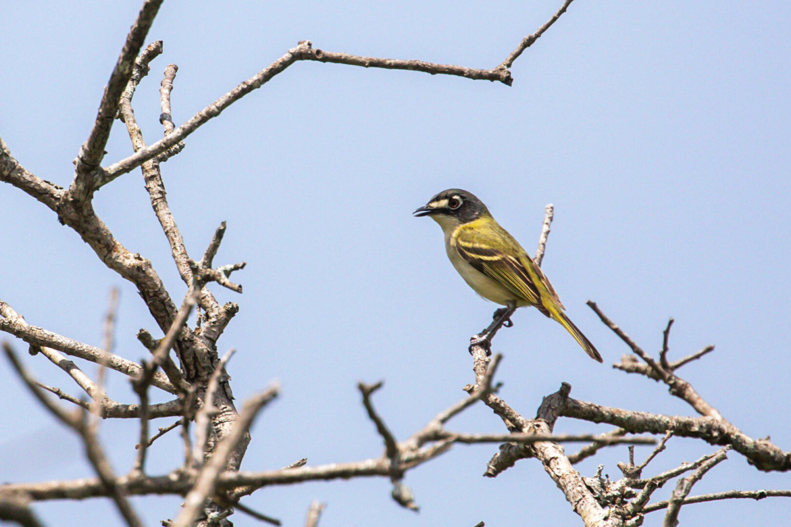 A small bird with olive back feathers and a black facial mask