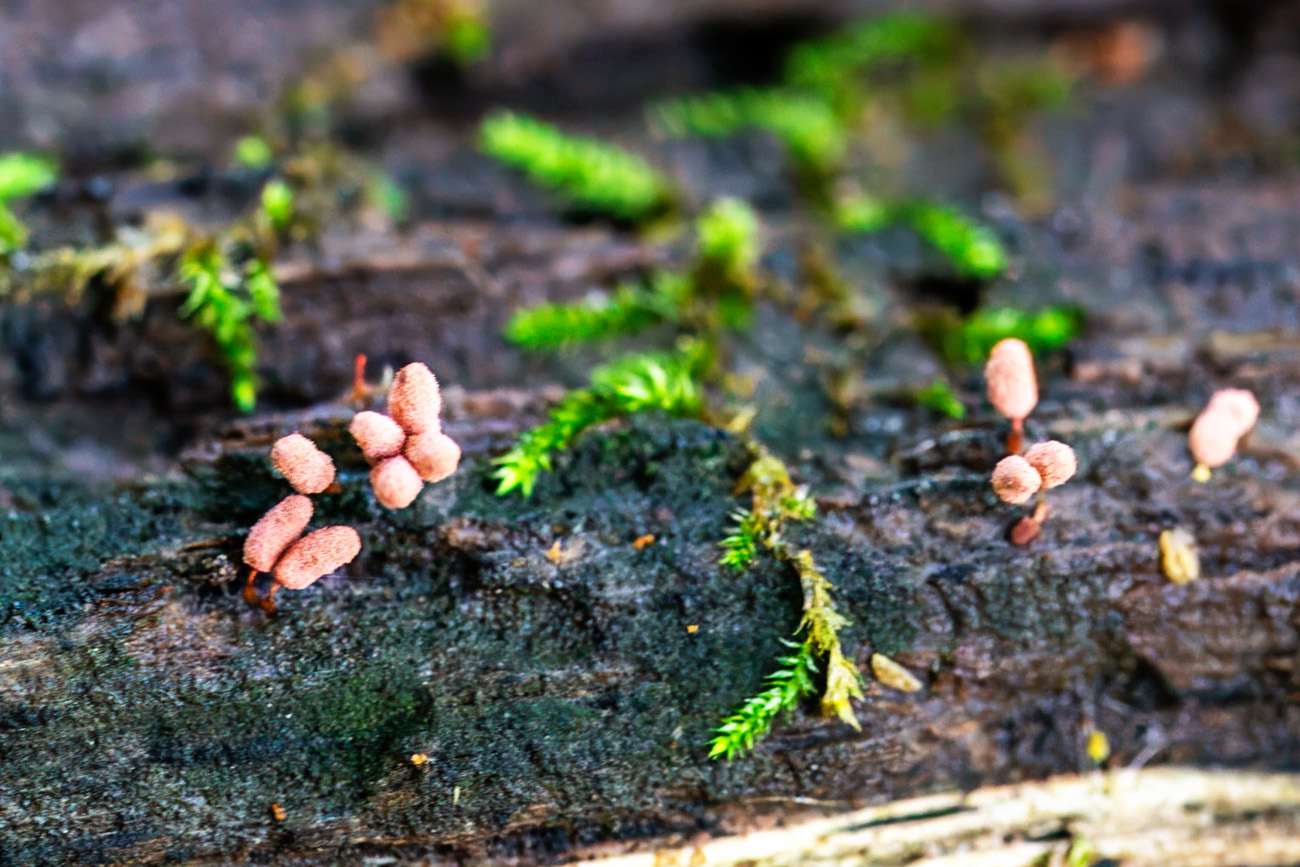 NatureZen: Breaking the Mold at Overton Park Conservancy | 4 Small pink stalks that look like cotton candy