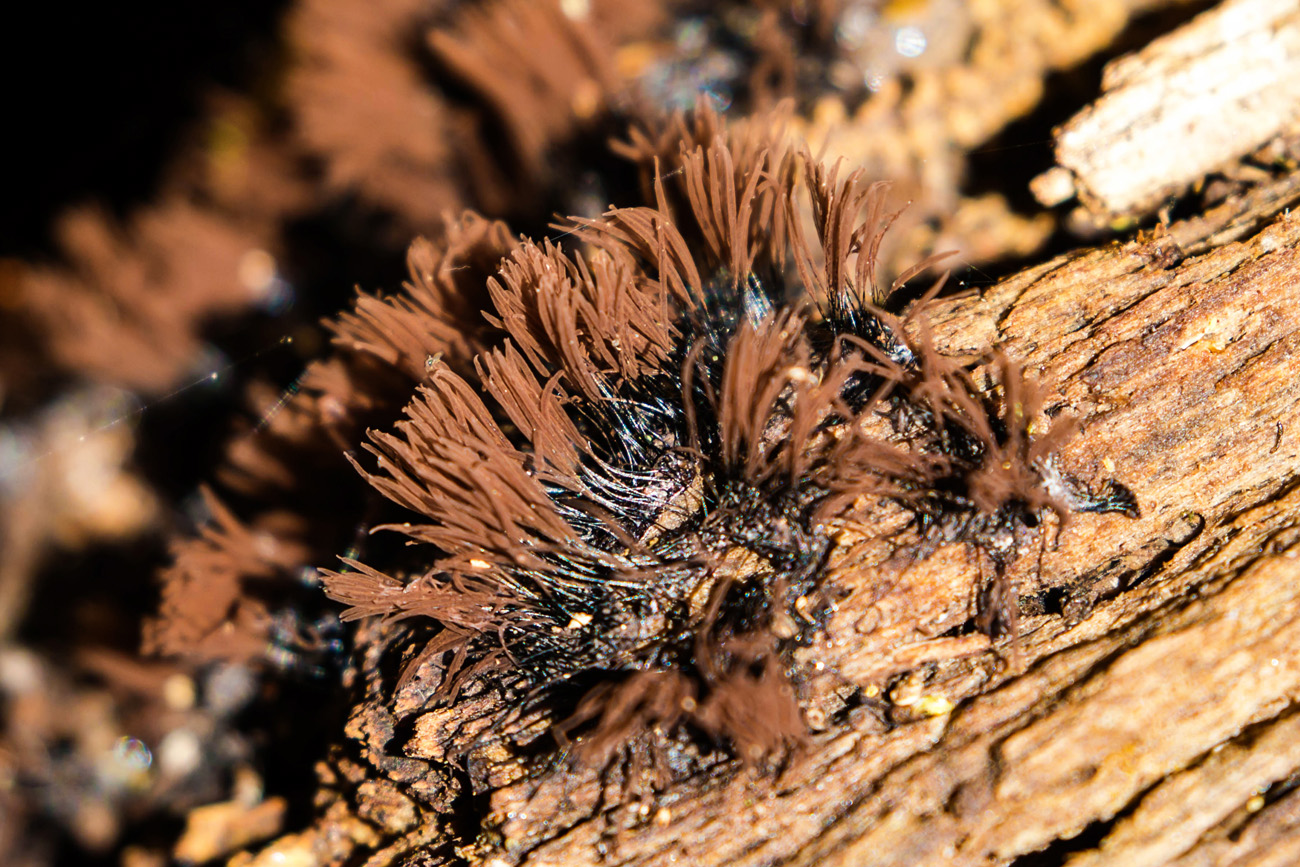 NatureZen: Breaking the Mold at Overton Park Conservancy | 7 Cocoa-colored tubes on wiry black stalks