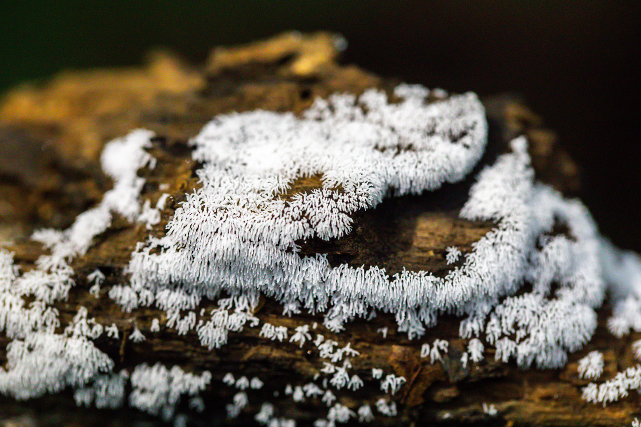 NatureZen: Breaking the Mold at Overton Park Conservancy | 5 White coral-like growths on the surface of a log