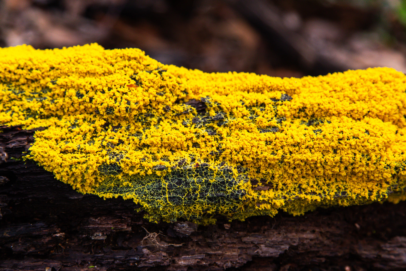 NatureZen: Breaking the Mold at Overton Park Conservancy | 1 A bright yellow slime mold on a log
