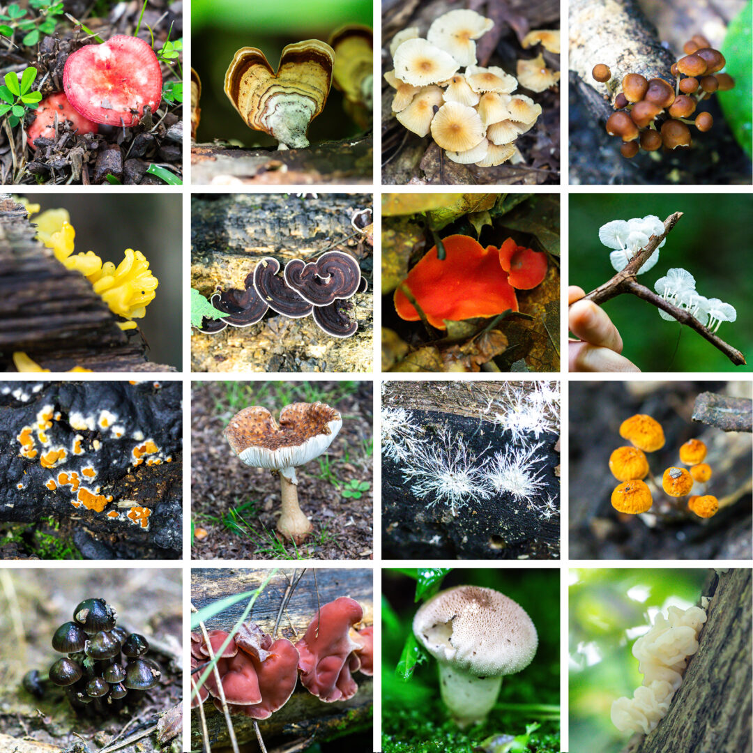 A collage of fungus