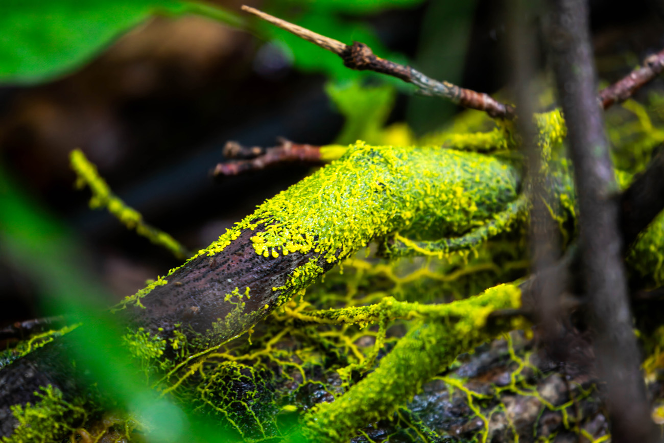 NatureZen: Breaking the Mold at Overton Park Conservancy | 2 A slime mold expanding over a log