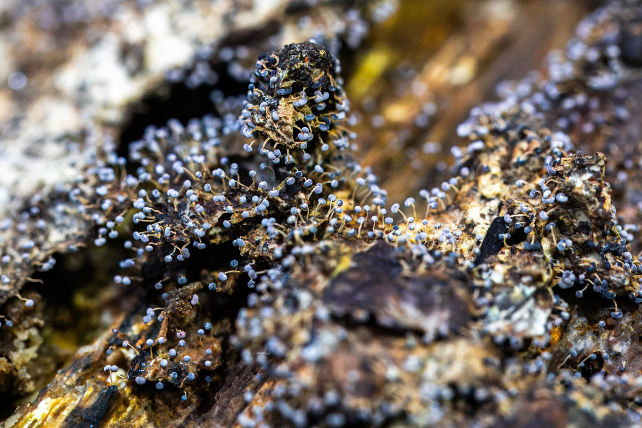 NatureZen: Breaking the Mold at Overton Park Conservancy | 8 Small blue-capped stalks all over a log