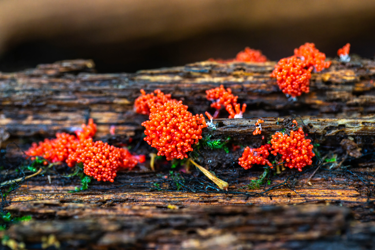 NatureZen: Breaking the Mold at Overton Park Conservancy | 1 Bright red clumps of spores on a log