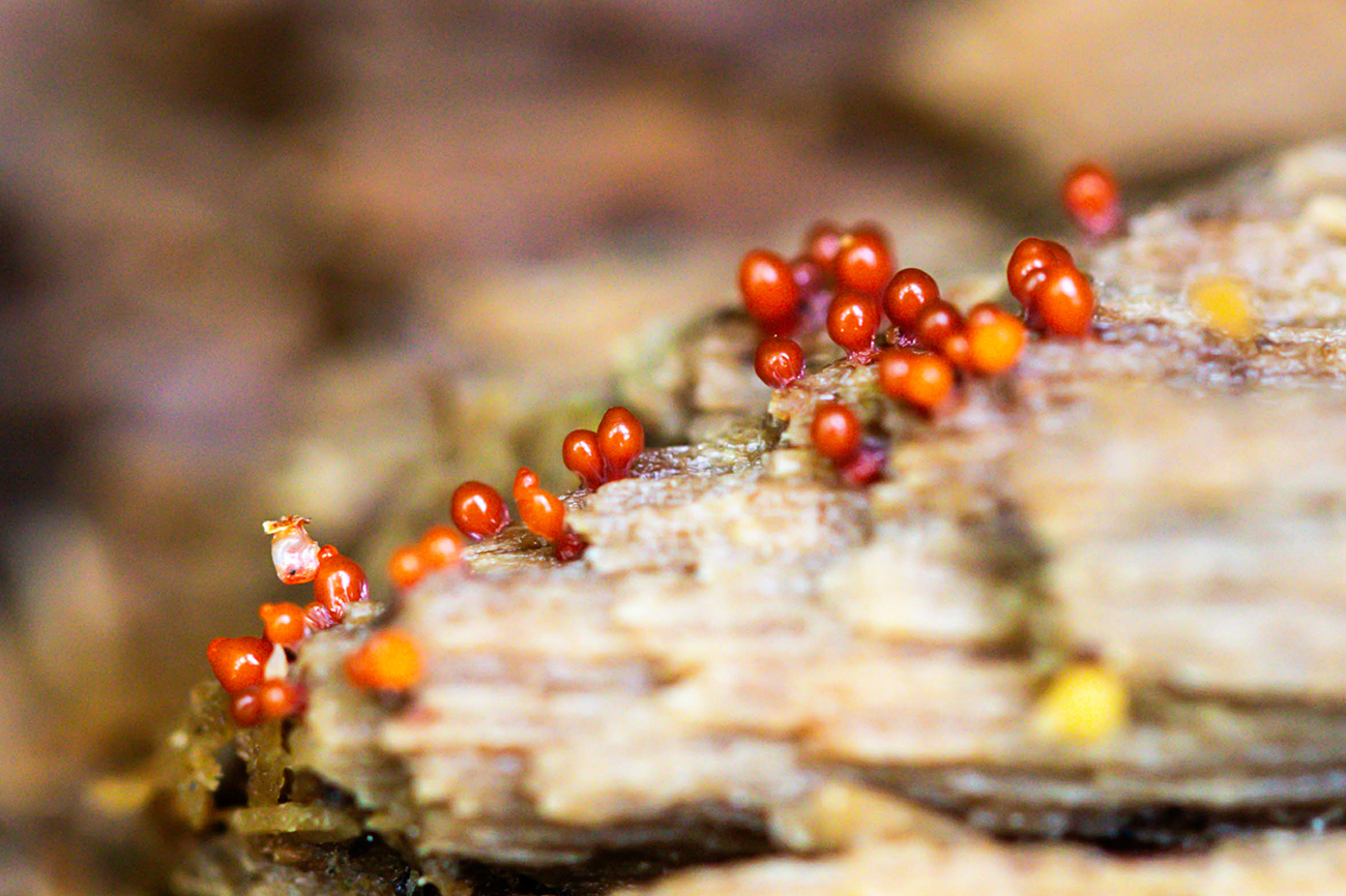 NatureZen: Breaking the Mold at Overton Park Conservancy | 3 Small red balls coming up from a log