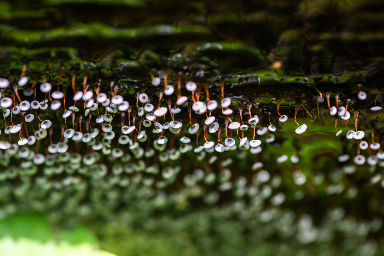 NatureZen: Breaking the Mold at Overton Park Conservancy | 10 White disks on red stalks growing out of a log