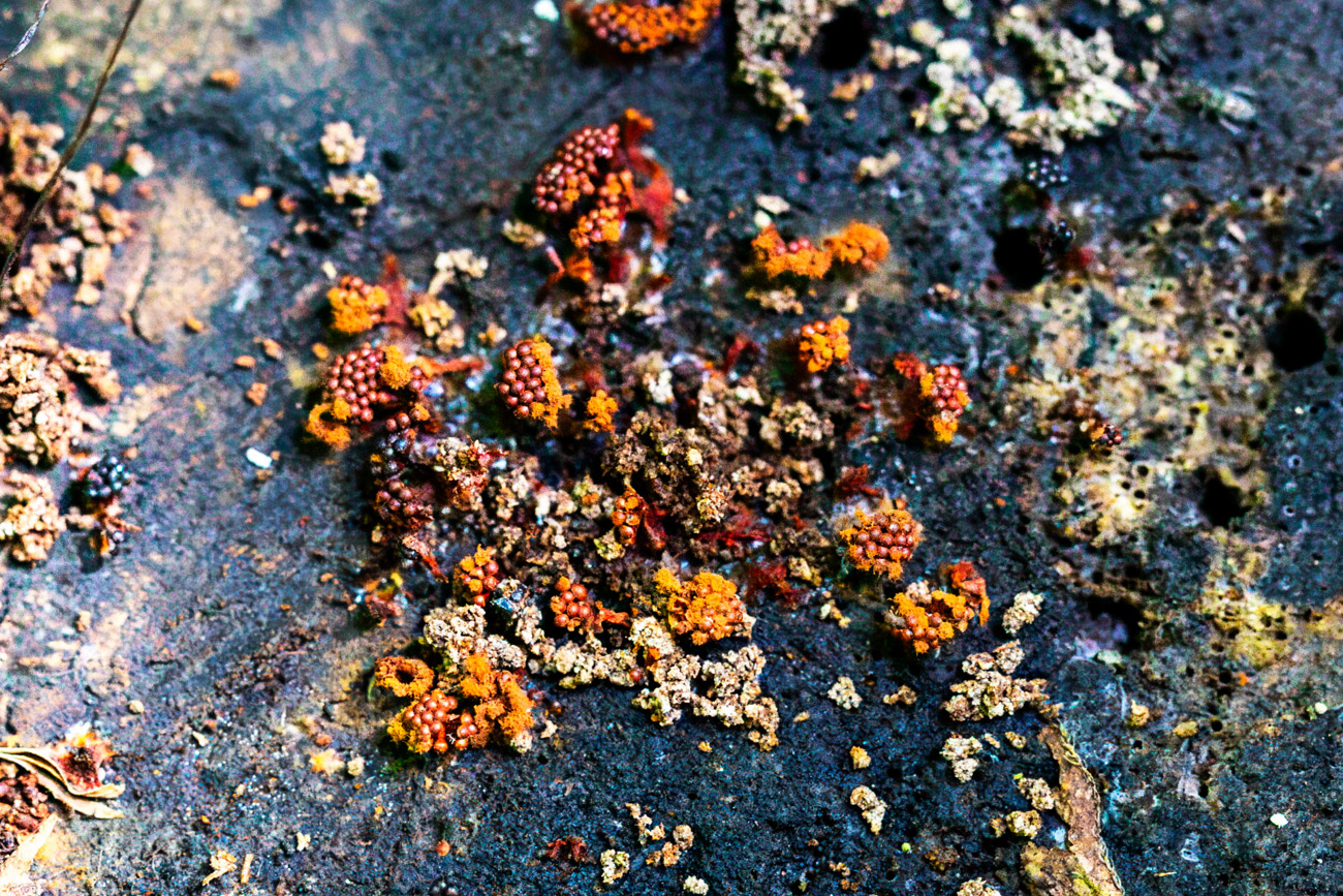 NatureZen: Breaking the Mold at Overton Park Conservancy | 11 Tiny slime formations that resemble wasp nests