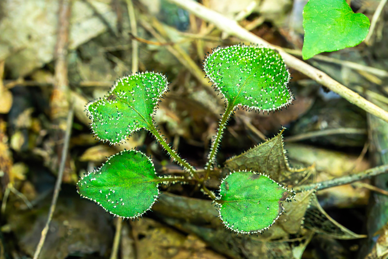 NatureZen: Breaking the Mold at Overton Park Conservancy | 12 A violet with four leaves covered in small black and white spikes
