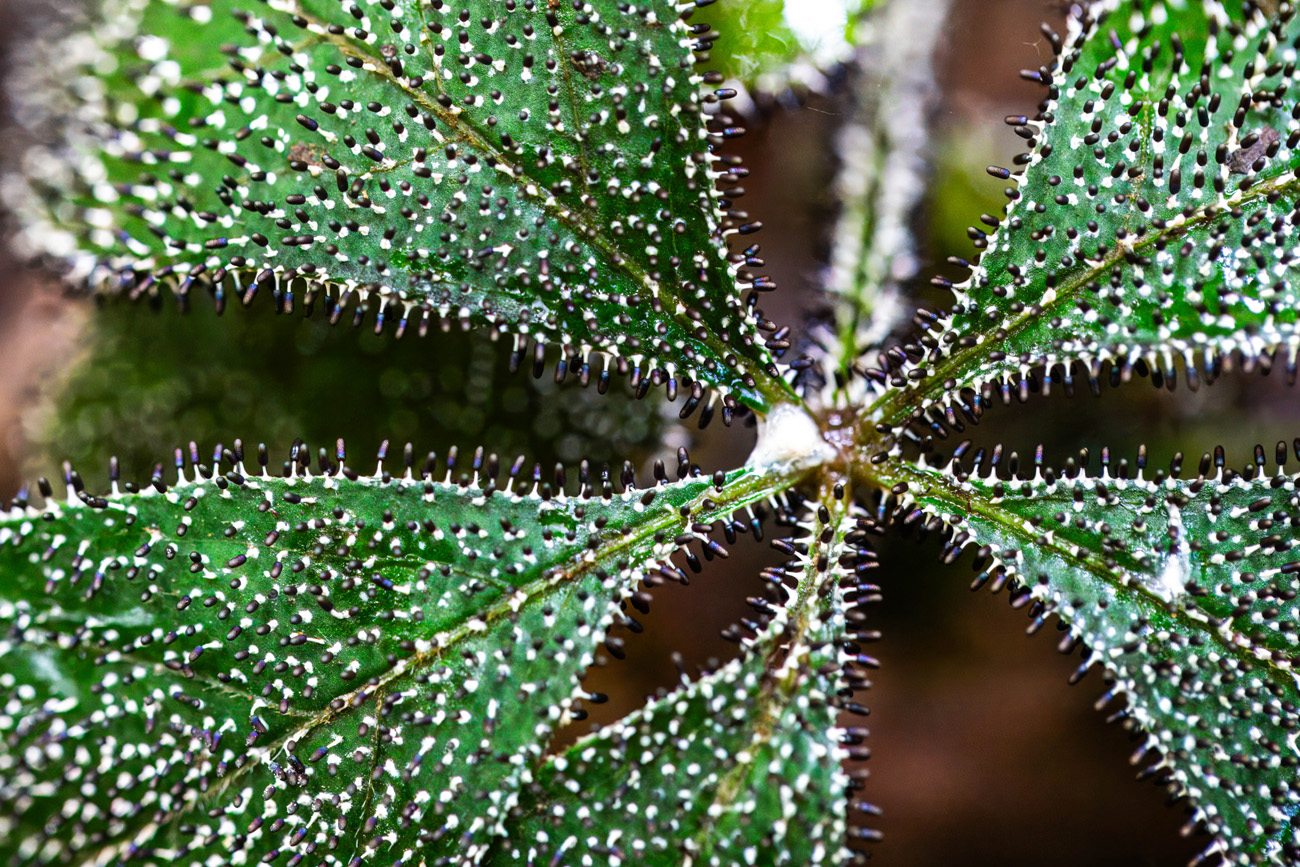 NatureZen: Breaking the Mold at Overton Park Conservancy | 13 Small white and black stalks on a green leaf