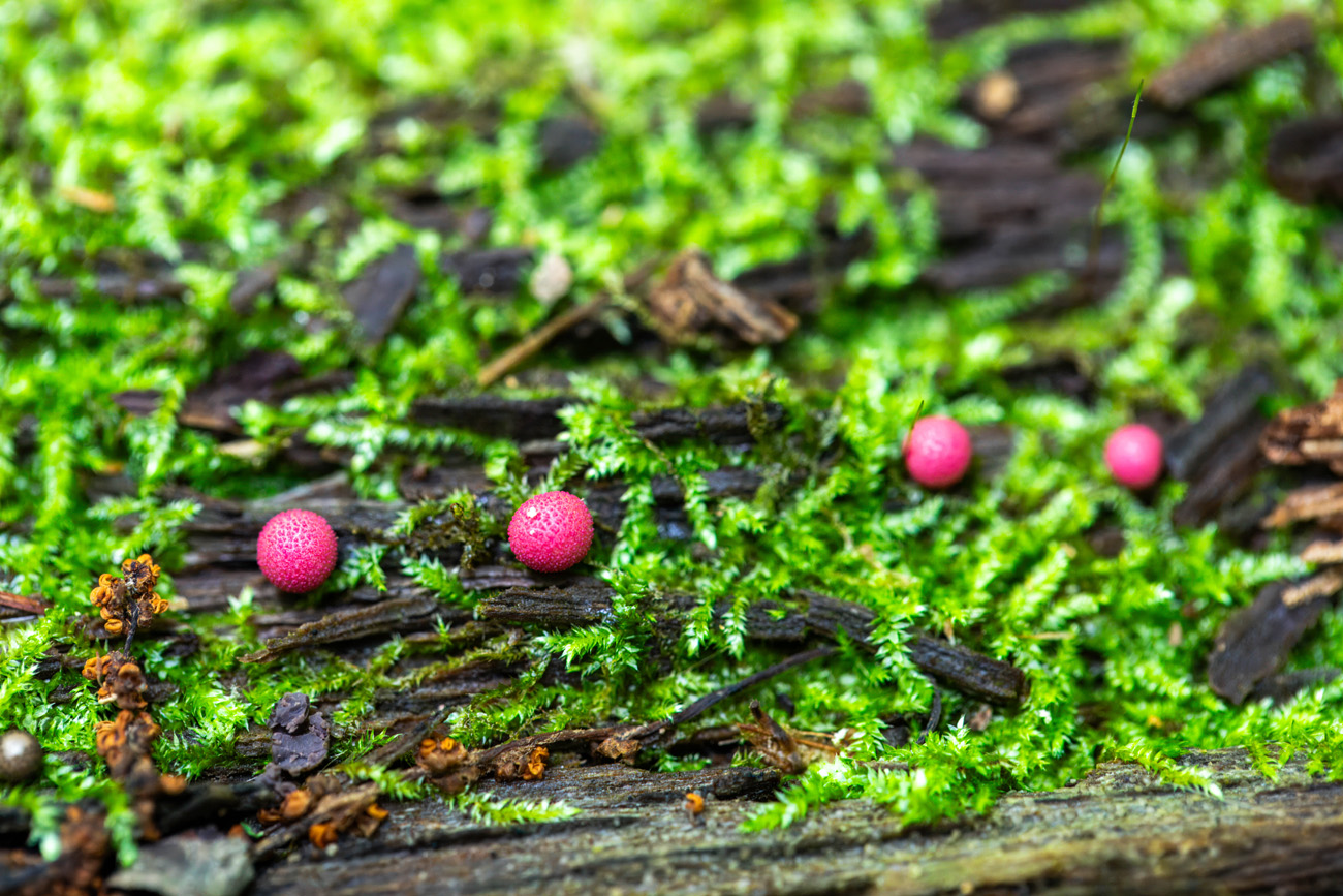 NatureZen: Breaking the Mold at Overton Park Conservancy | 6 Small pink blobs like pincushions growing between moss on a log