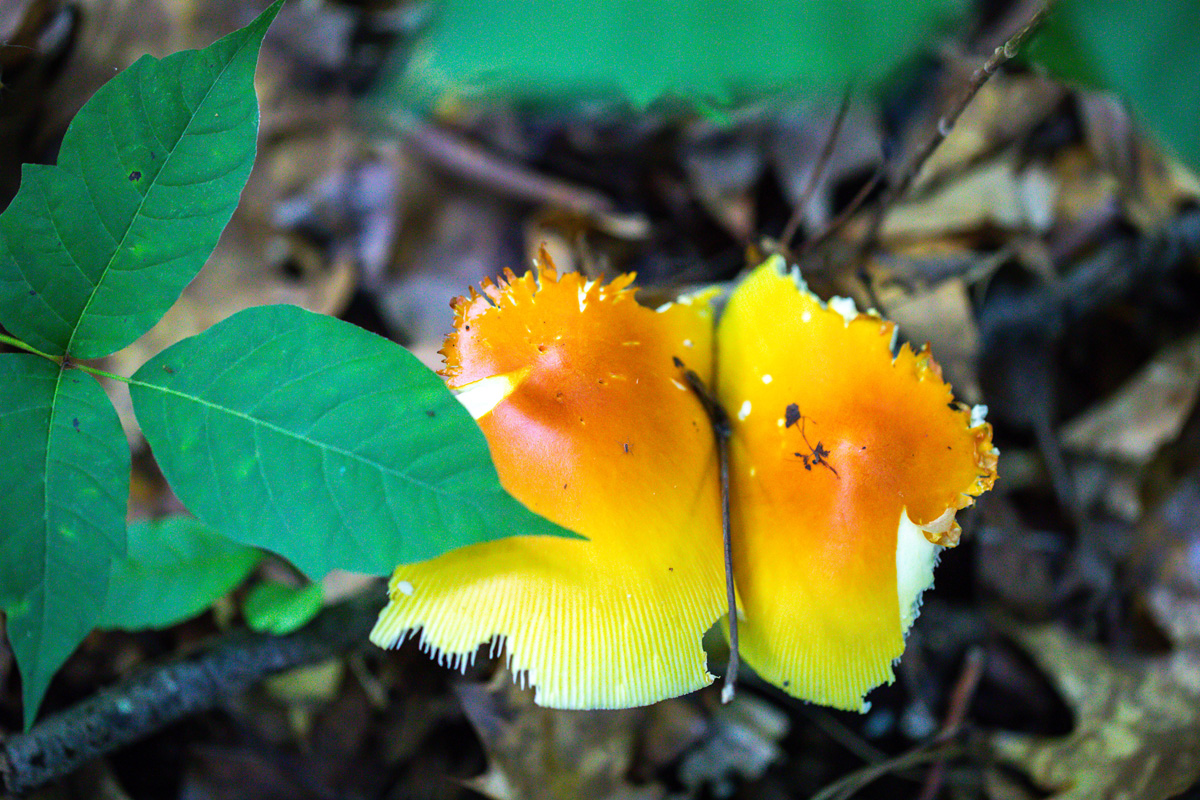 An orange and yellow mushroom, split in half with rough edges