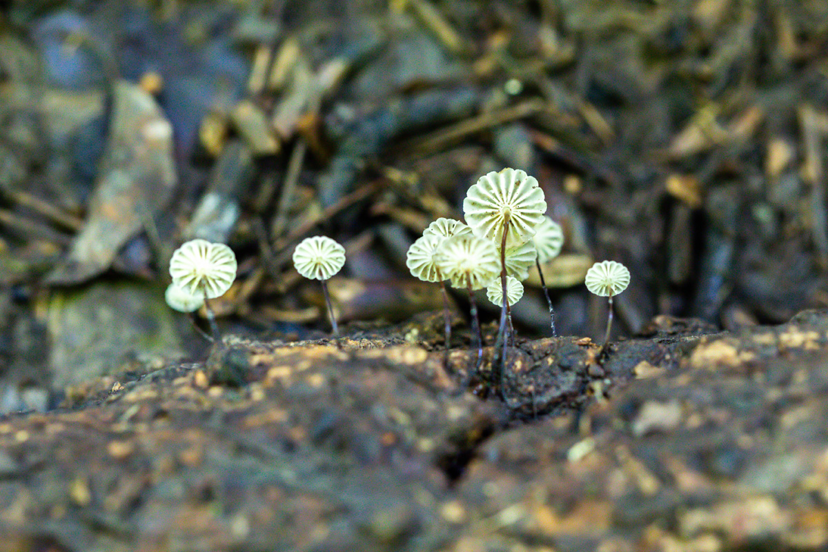 The underside of a group of mushrooms showing their gills