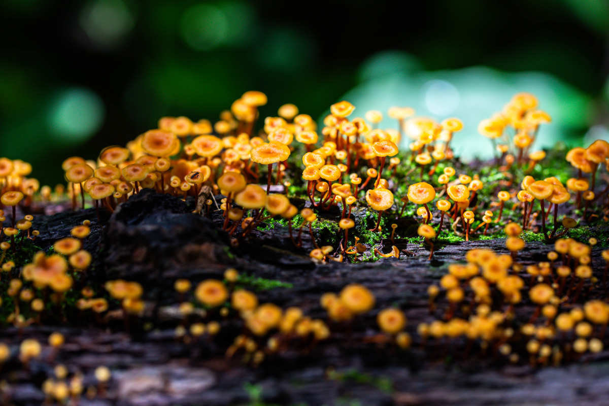 Dozens of small orange capped mushrooms grow up out of a log