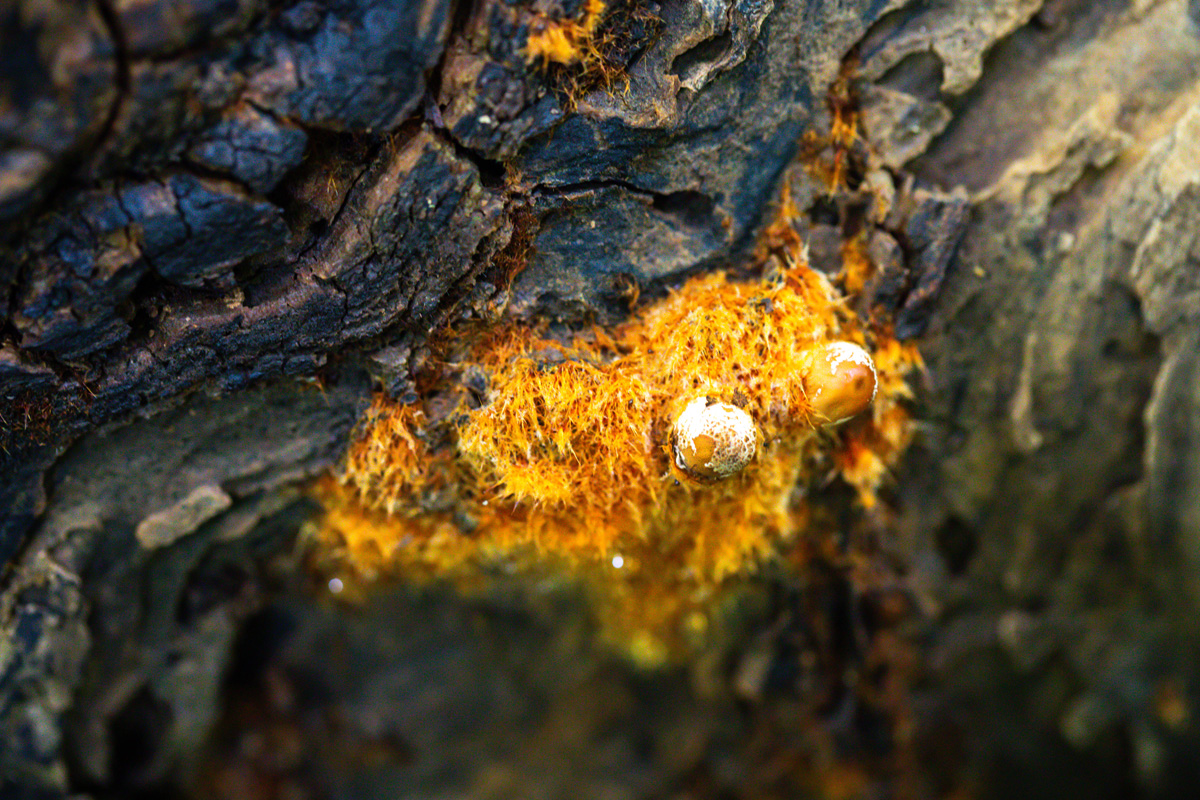 An orange carpet growing out of a log, with two small fruiting bodies emerging