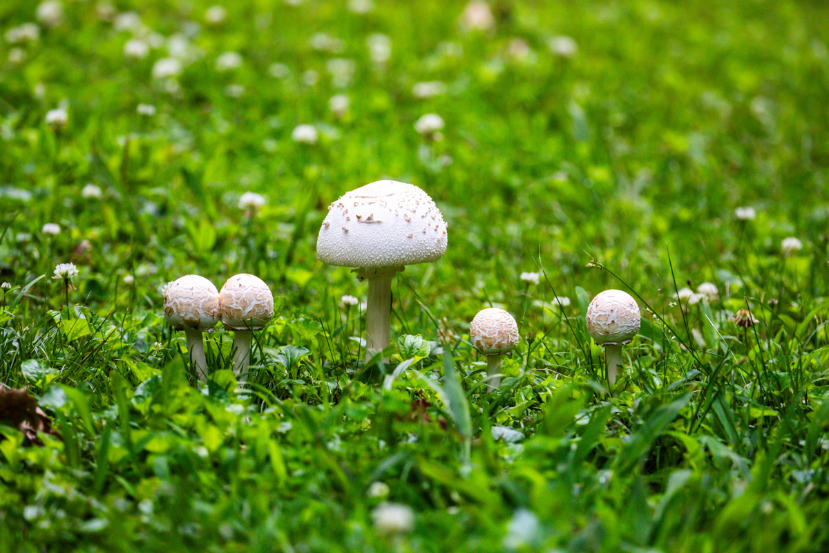 A row of pale mushrooms in grass and clover