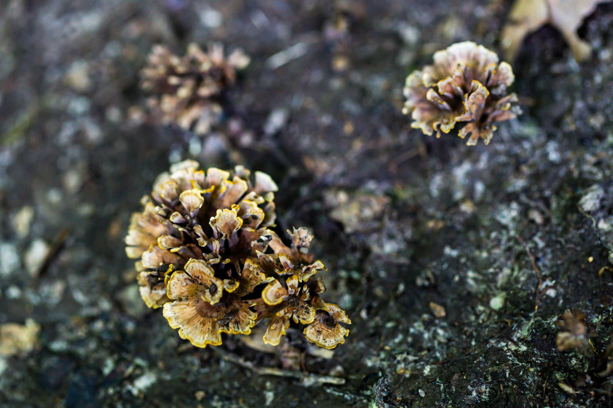 A fungus that looks like a pine cone coming out of the ground