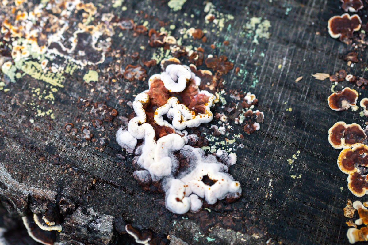 A brown mushroom with white curvy edges