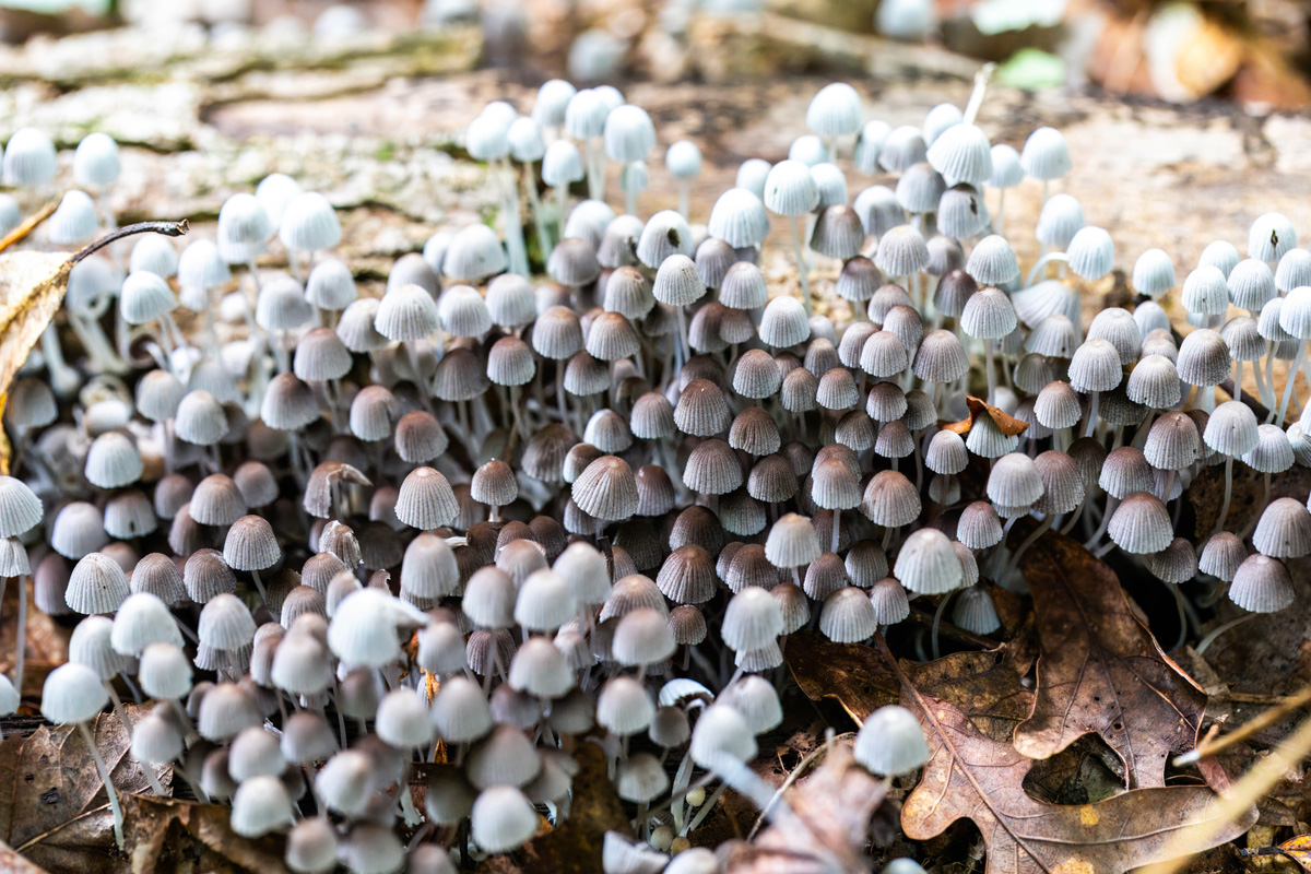 Dozens of grayish-white capped mushrooms clustered together