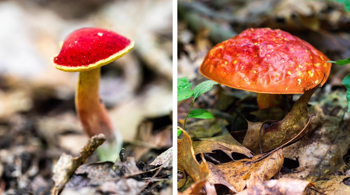 A small, velvety mushroom with a red cap, and a large dappled mushroom with a red cap and yellow flecks