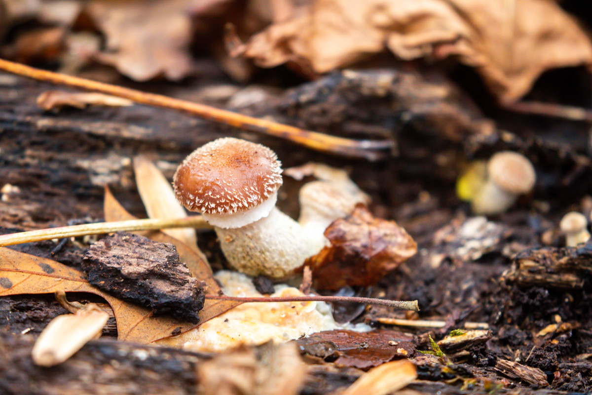 A mushroom with a stem just as large as its cap grows at an angle out of a log