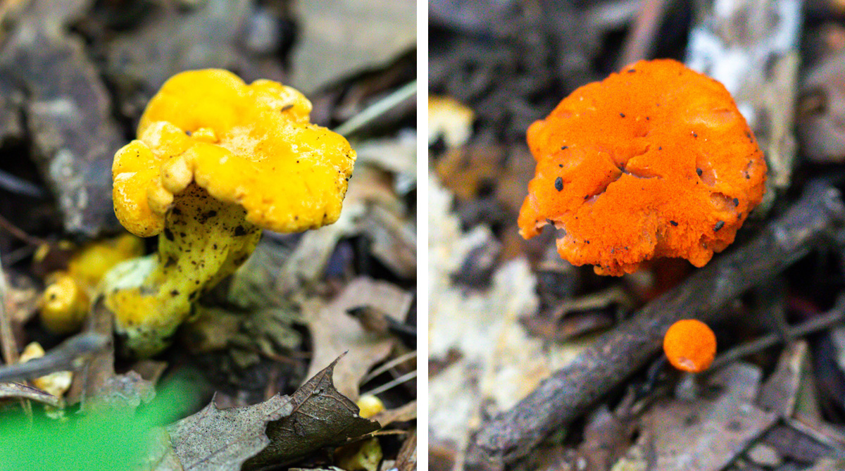 Two mushrooms, one yellow and one a rusty red