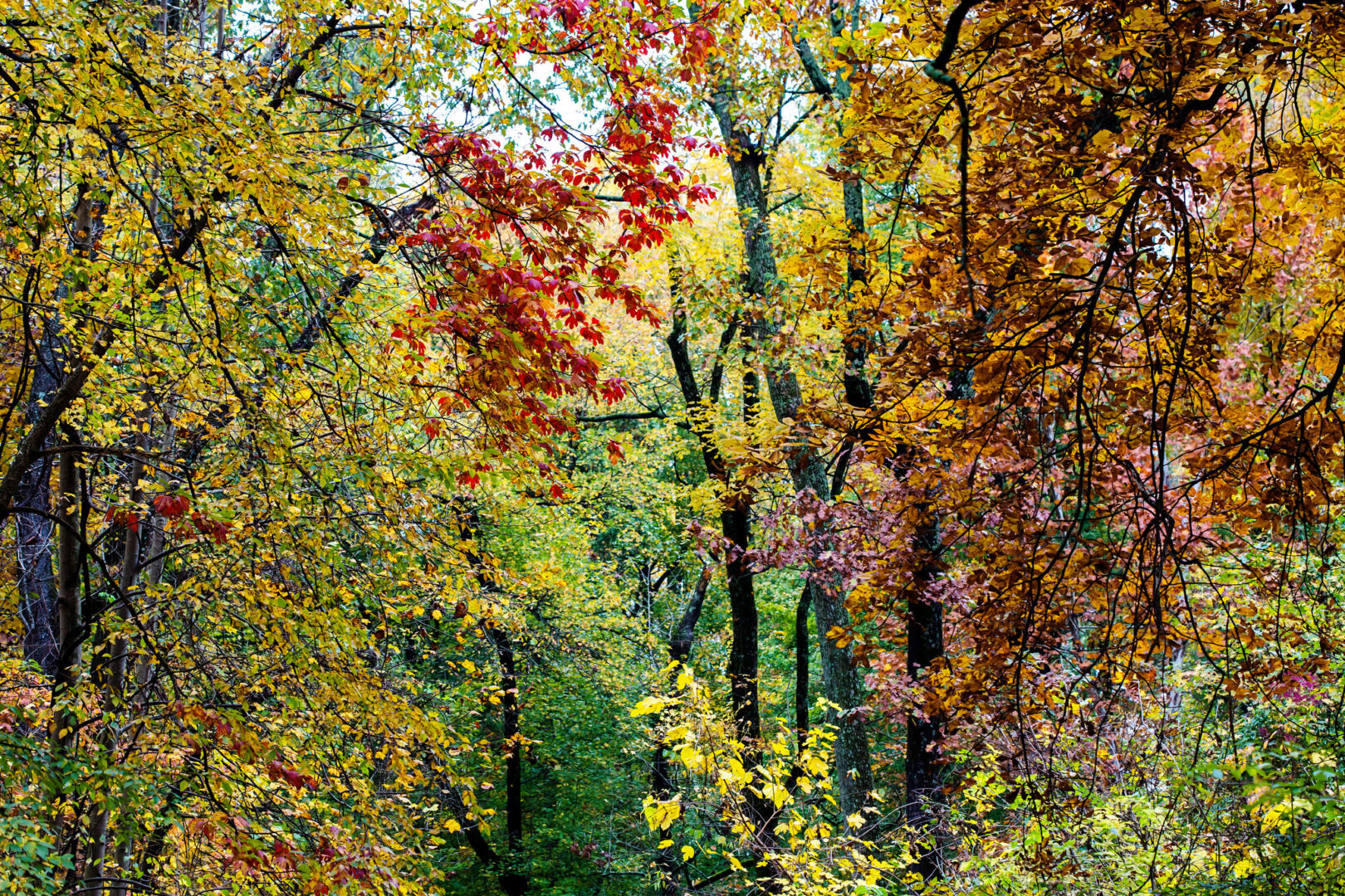 2026 Tree Stewards Class at Overton Park Conservancy | 1 A forest scene with trees in yellow, red, and gold