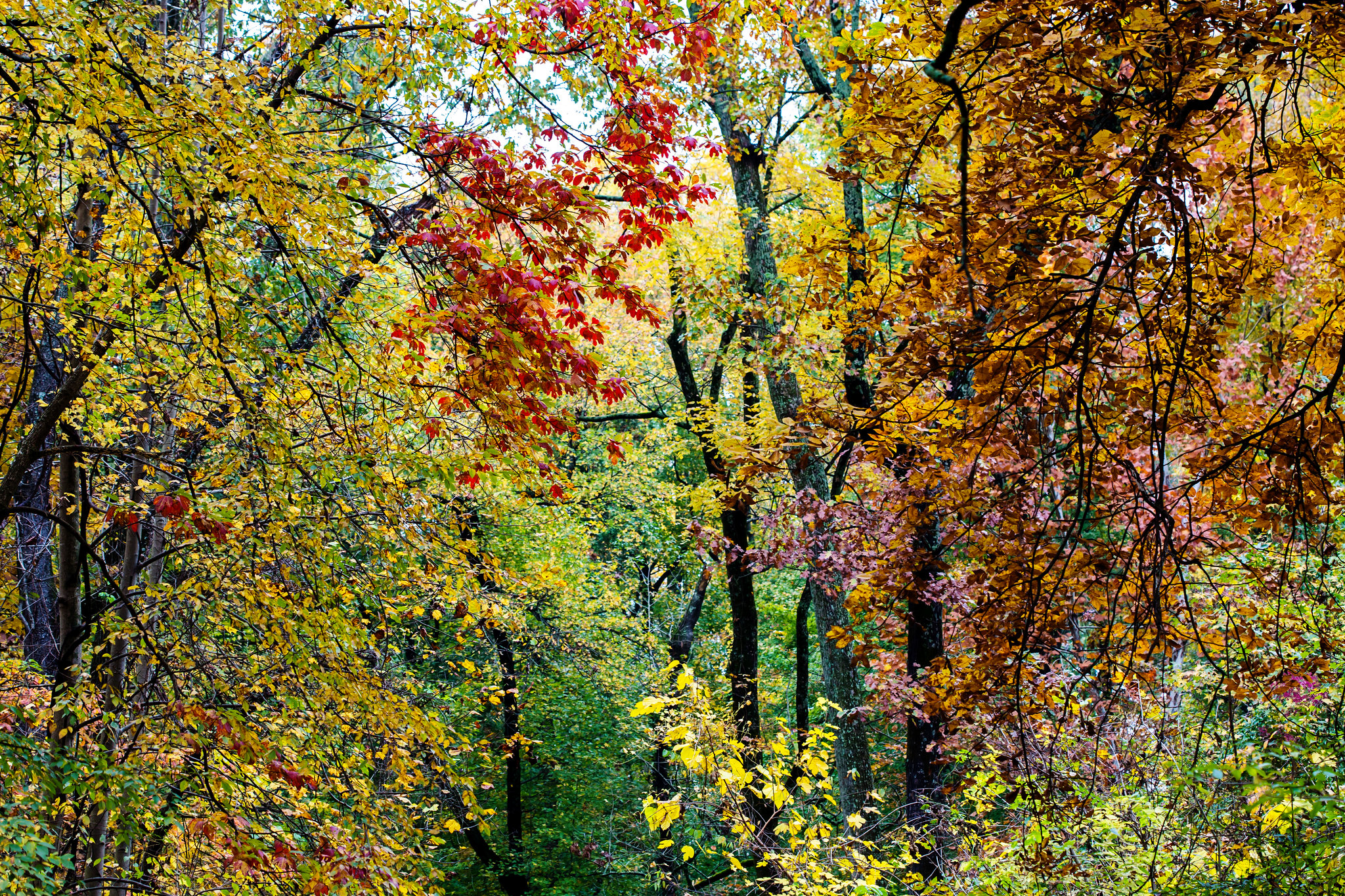 A forest scene with trees in yellow, red, and gold