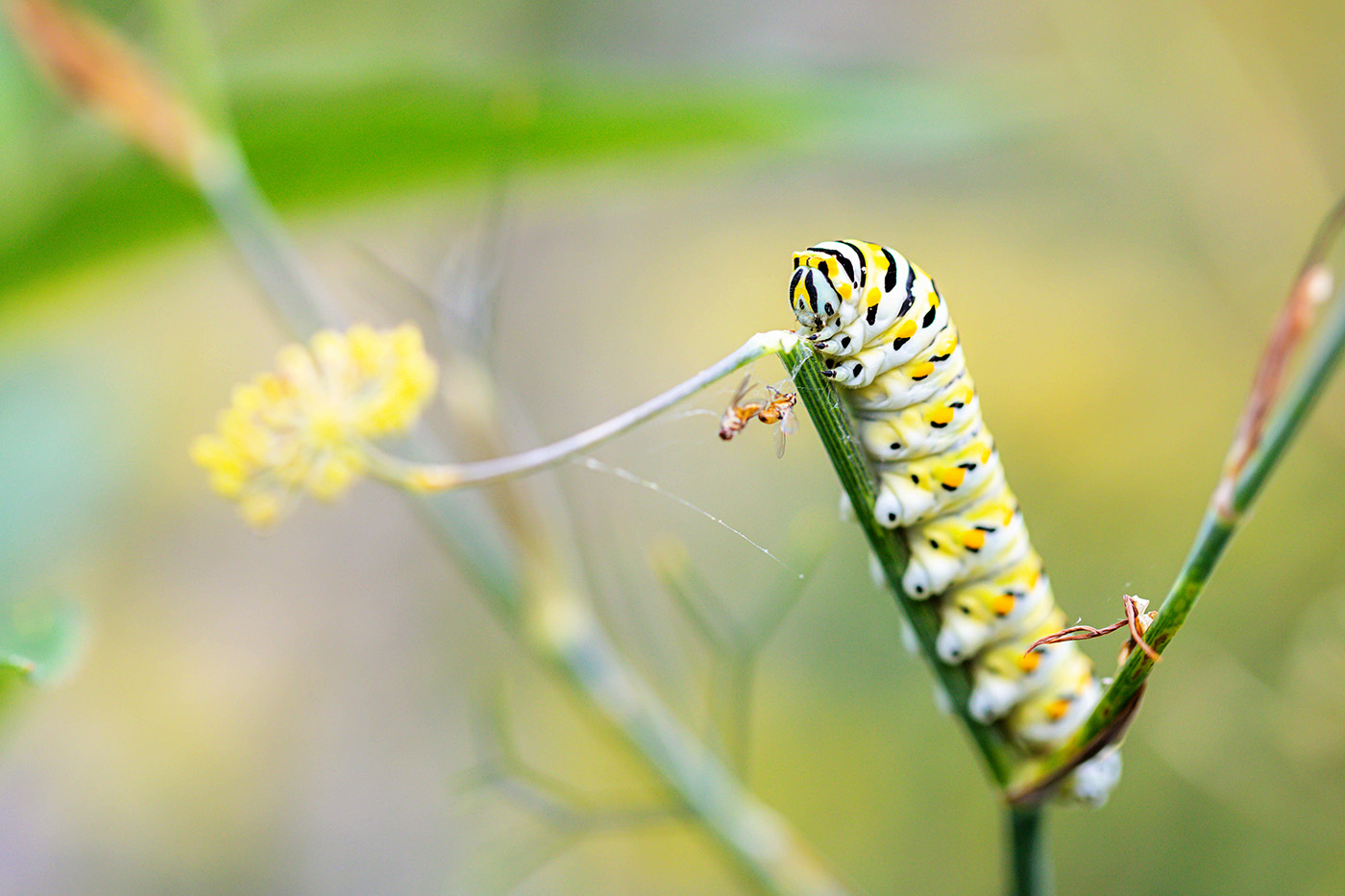 A black, white, and yellow caterpillar clutches a fennel stem, with some dead flies in a spiderweb just in front of its face