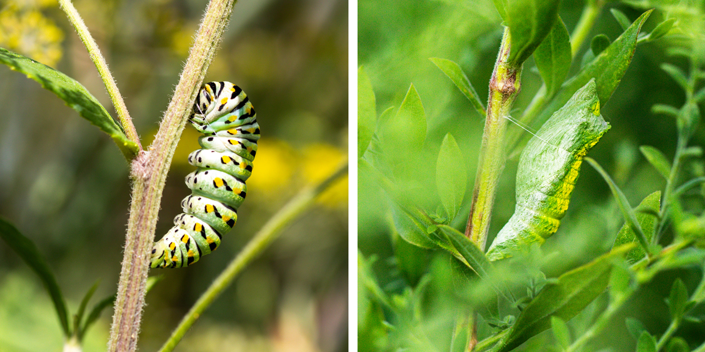 Side-by-side images of a caterpillar tying itself to a stem, and the caterpillar inside a green chrysalis
