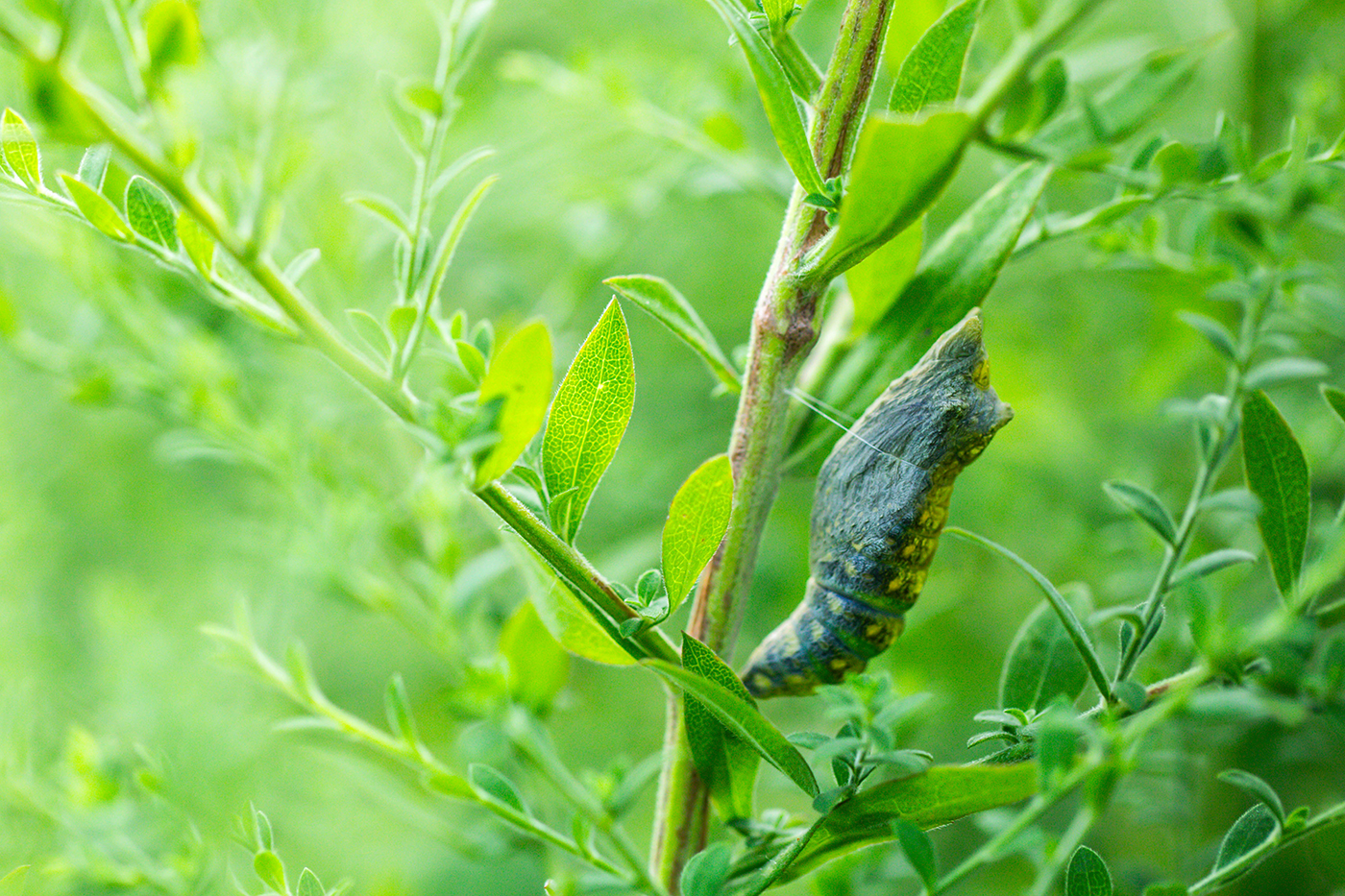 A dark green chrysalis showing some yellowish spots