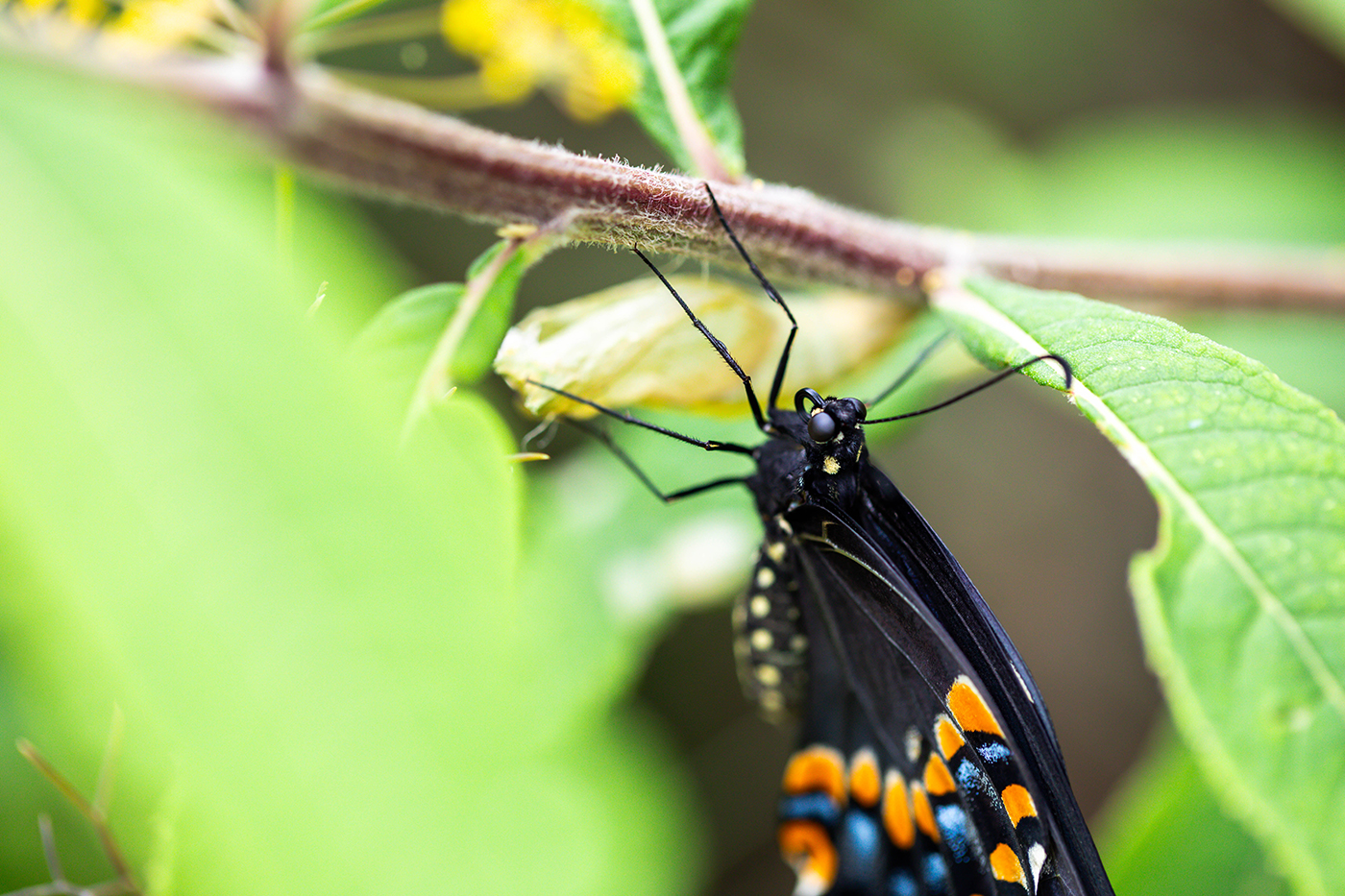 Close-up of a black butterfly with orange and blue spots, the husk of its chrysalis in the background