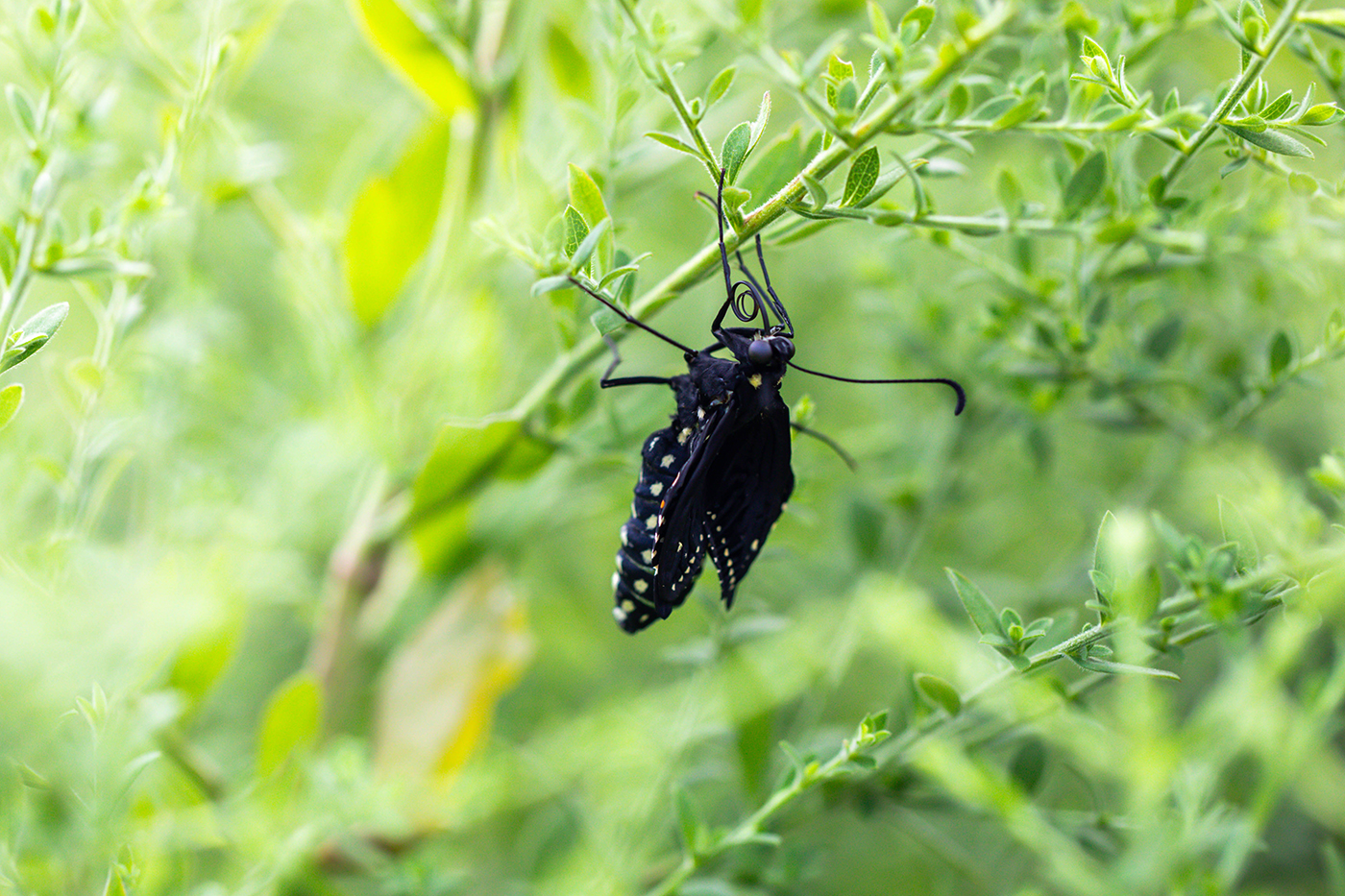 A black butterfly emerges with wrinkly wings, crawling up a stem