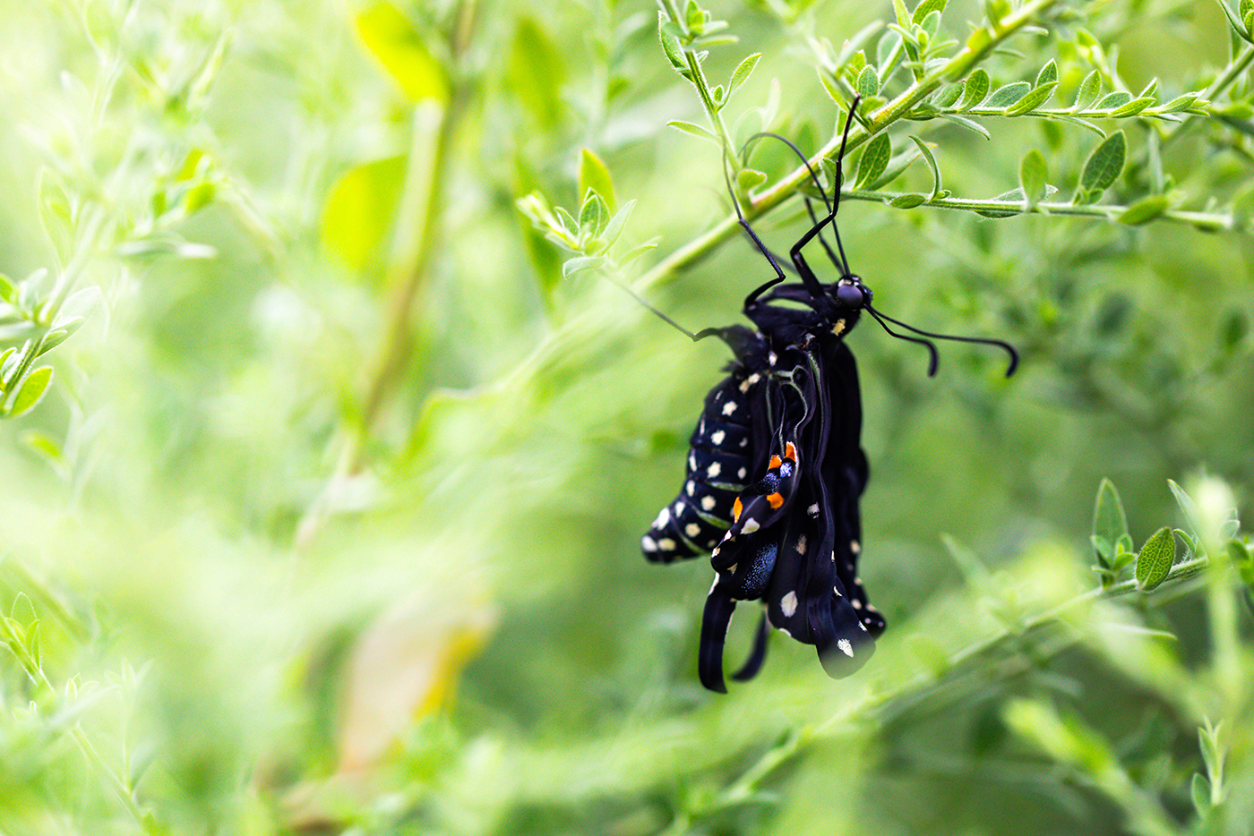 The butterfly with its wings beginning to open to show spots