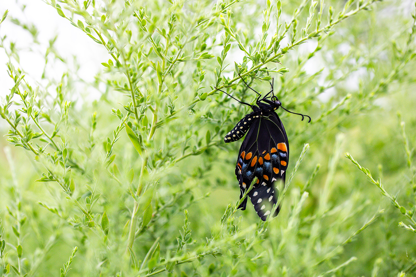 The butterfly's wings opening up now that she has crawled to a higher perch