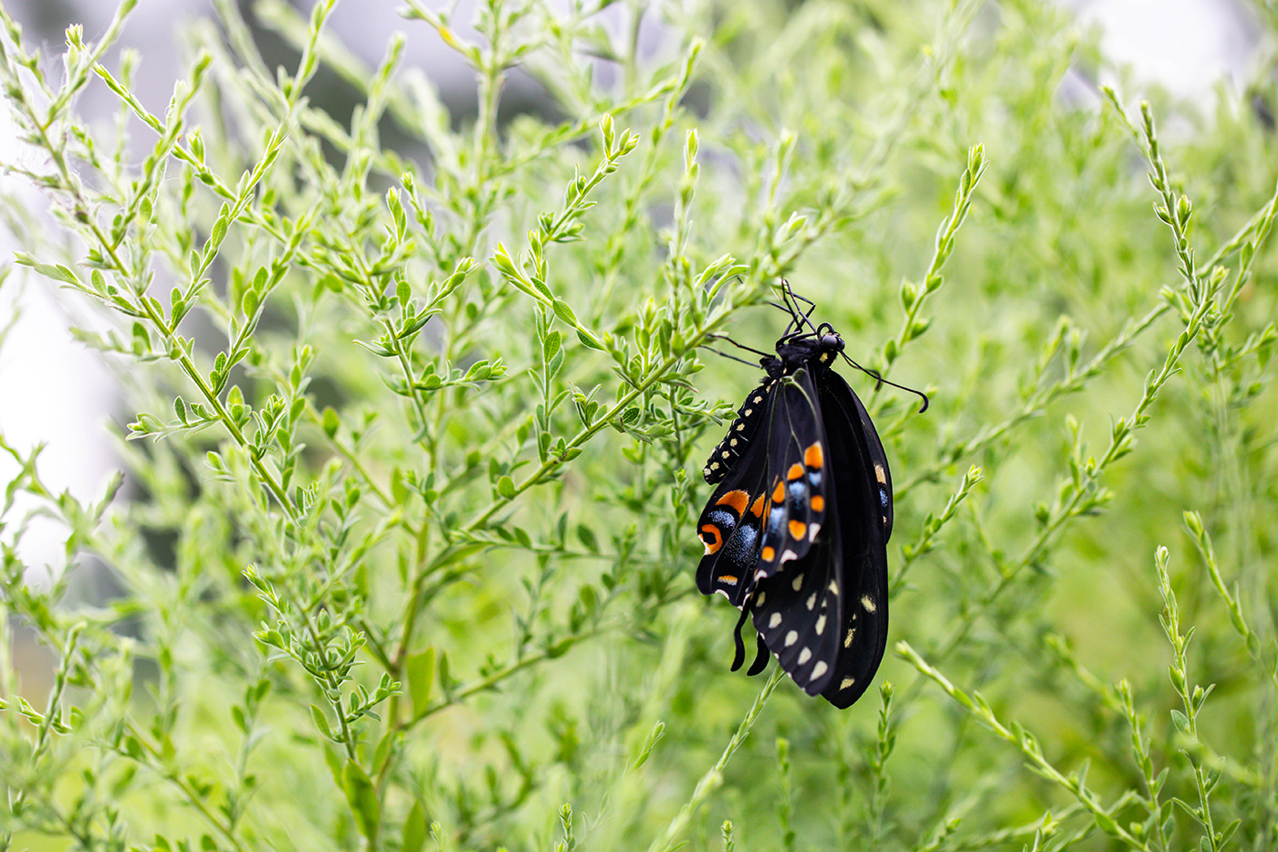 The butterfly's wings beginning to open