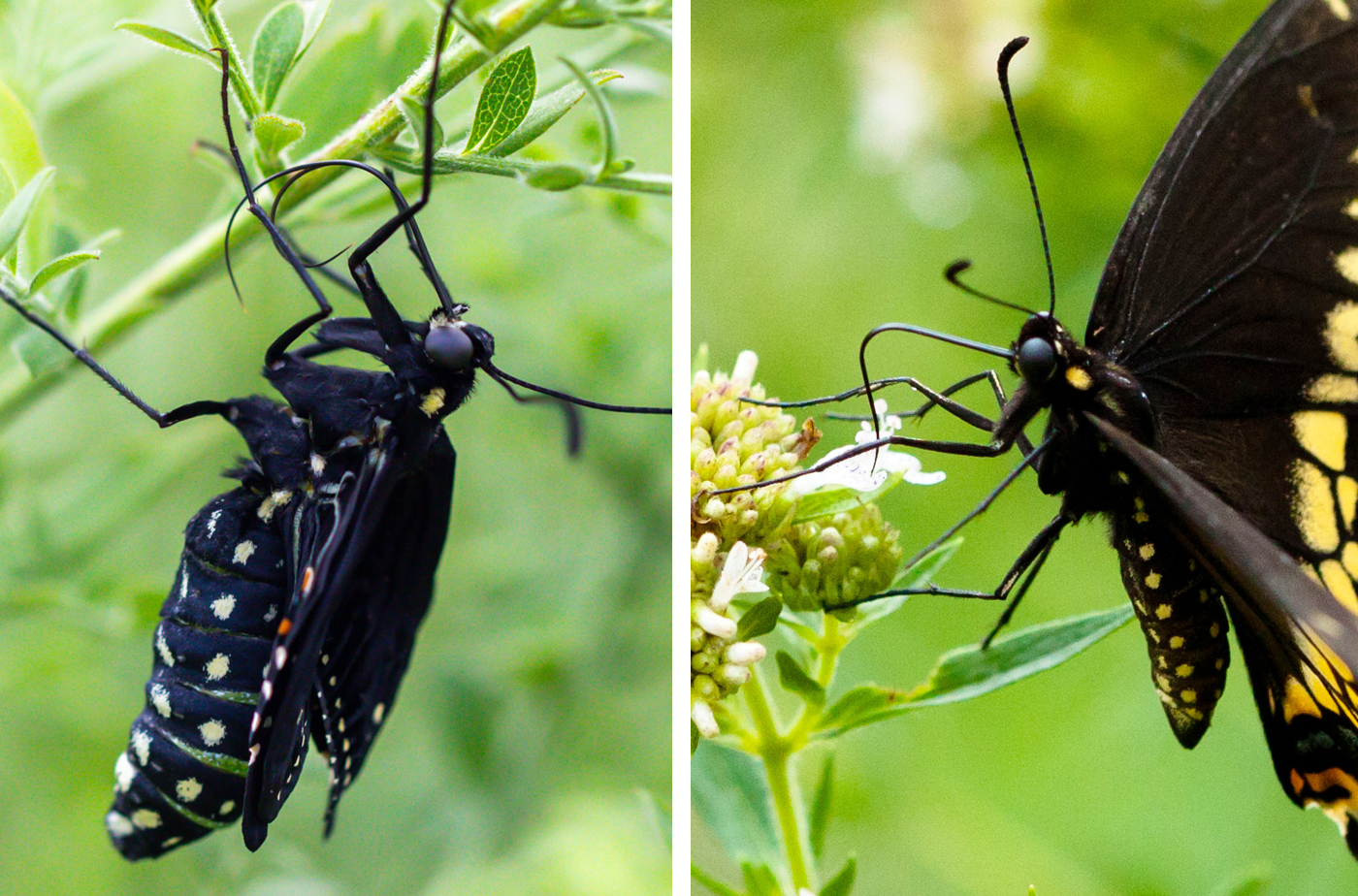 Two black swallowtails, one with a forked proboscis and another with a fused one, feeding from a plant