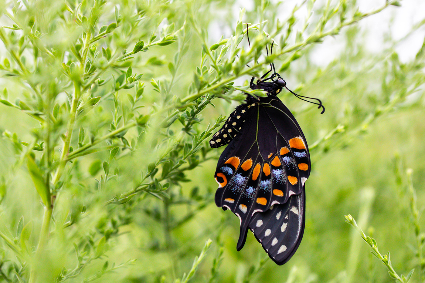 The butterfly with wings fully unfurled