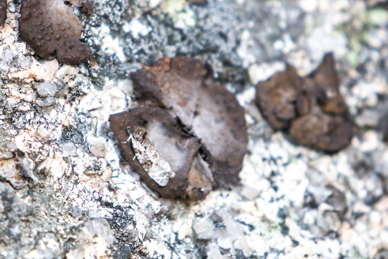 NatureZen: Tales from the Cryptids at Overton Park Conservancy | 9 A white and brown moth sits on a decayed fungus on a wall of lichen