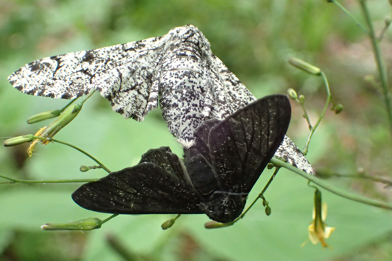 NatureZen: Tales from the Cryptids at Overton Park Conservancy | 7 Two moths next to each other, one light with dark splotches, and one fully dark