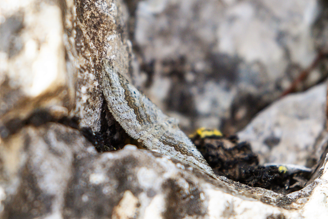 NatureZen: Tales from the Cryptids at Overton Park Conservancy | 8 A gray and brown moth sits on a concrete wall with its wings at an angle