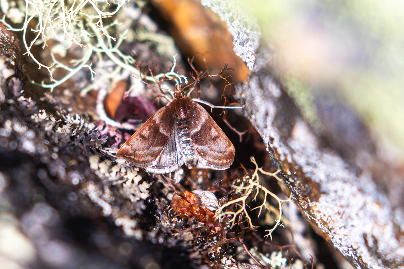 NatureZen: Tales from the Cryptids at Overton Park Conservancy | 10 A rich velvety moth blends into lichen on a log