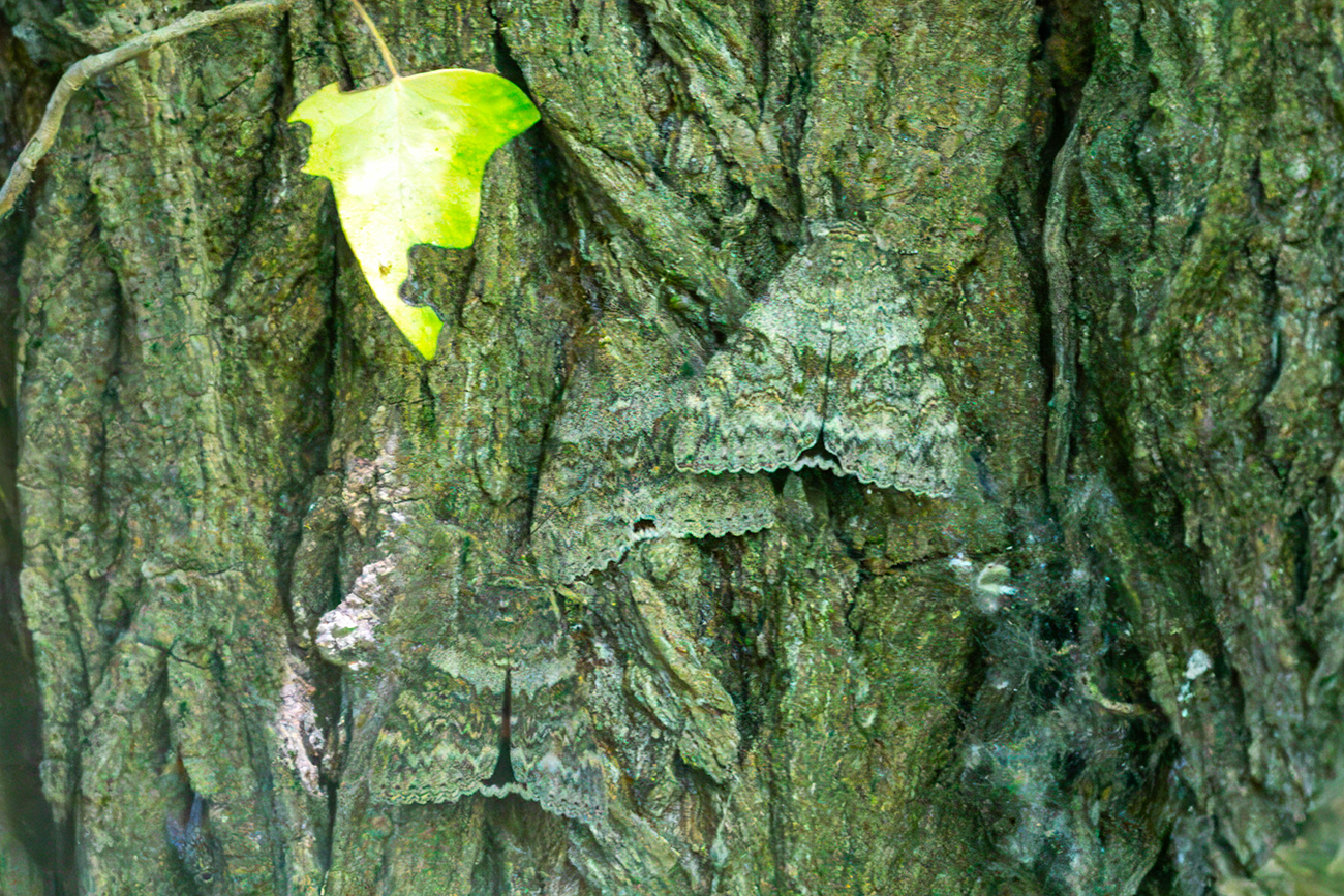 NatureZen: Tales from the Cryptids at Overton Park Conservancy | 3 Three moths blending into tree bark