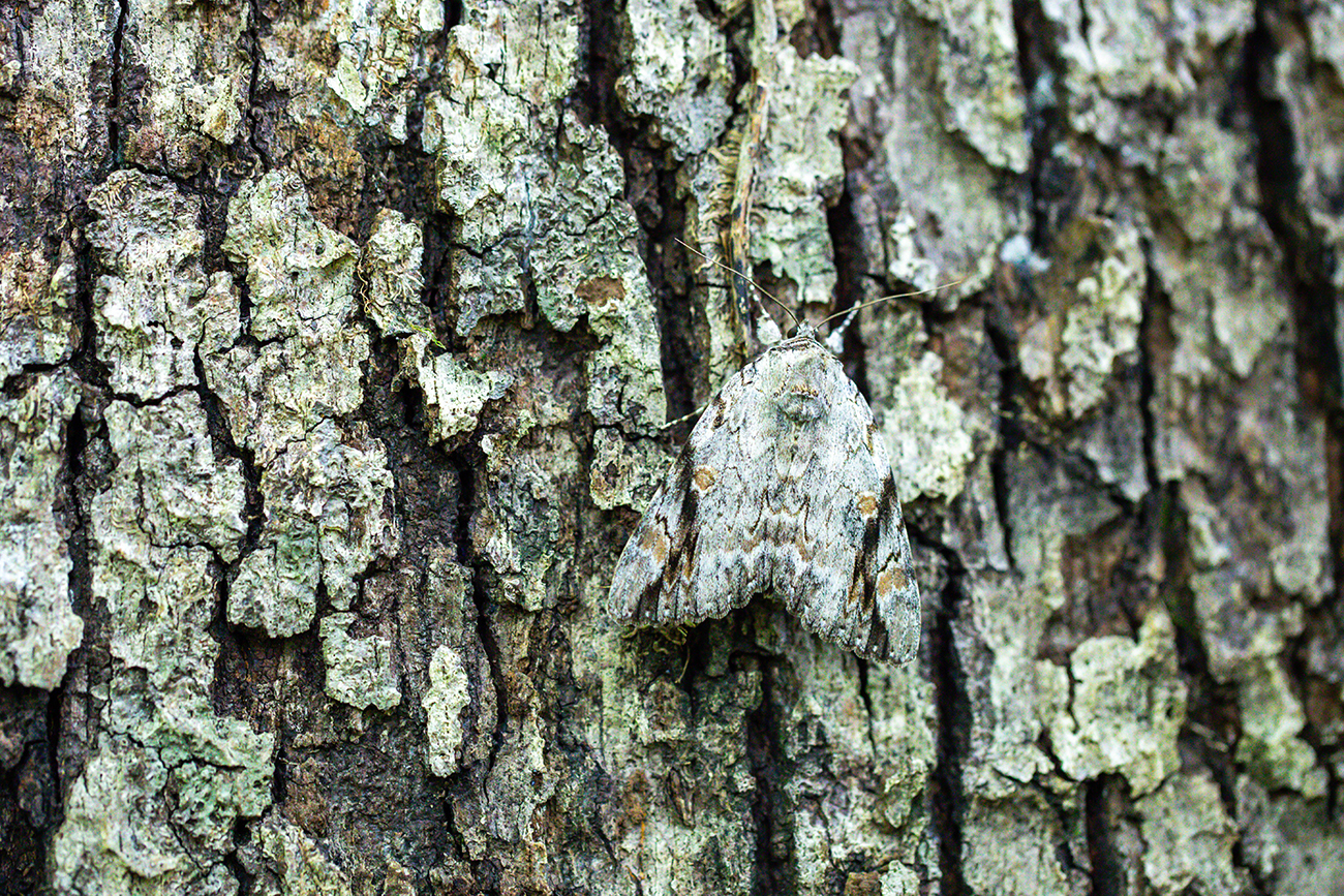 NatureZen: Tales from the Cryptids at Overton Park Conservancy | 1 A gray moth with dark stripes and tan spots camouflaged against tree bark